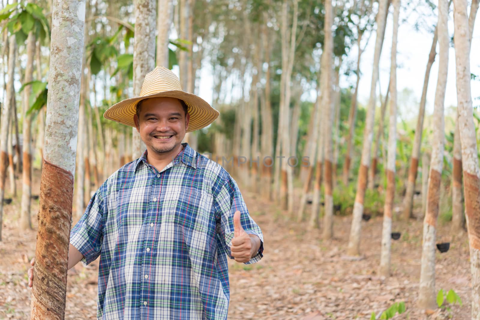 Asian man farmer agriculturist happy thumbs up at a rubber tree plantation with Rubber tree in row natural latex is a agriculture harvesting natural rubber in white milk color for industry in Thailand