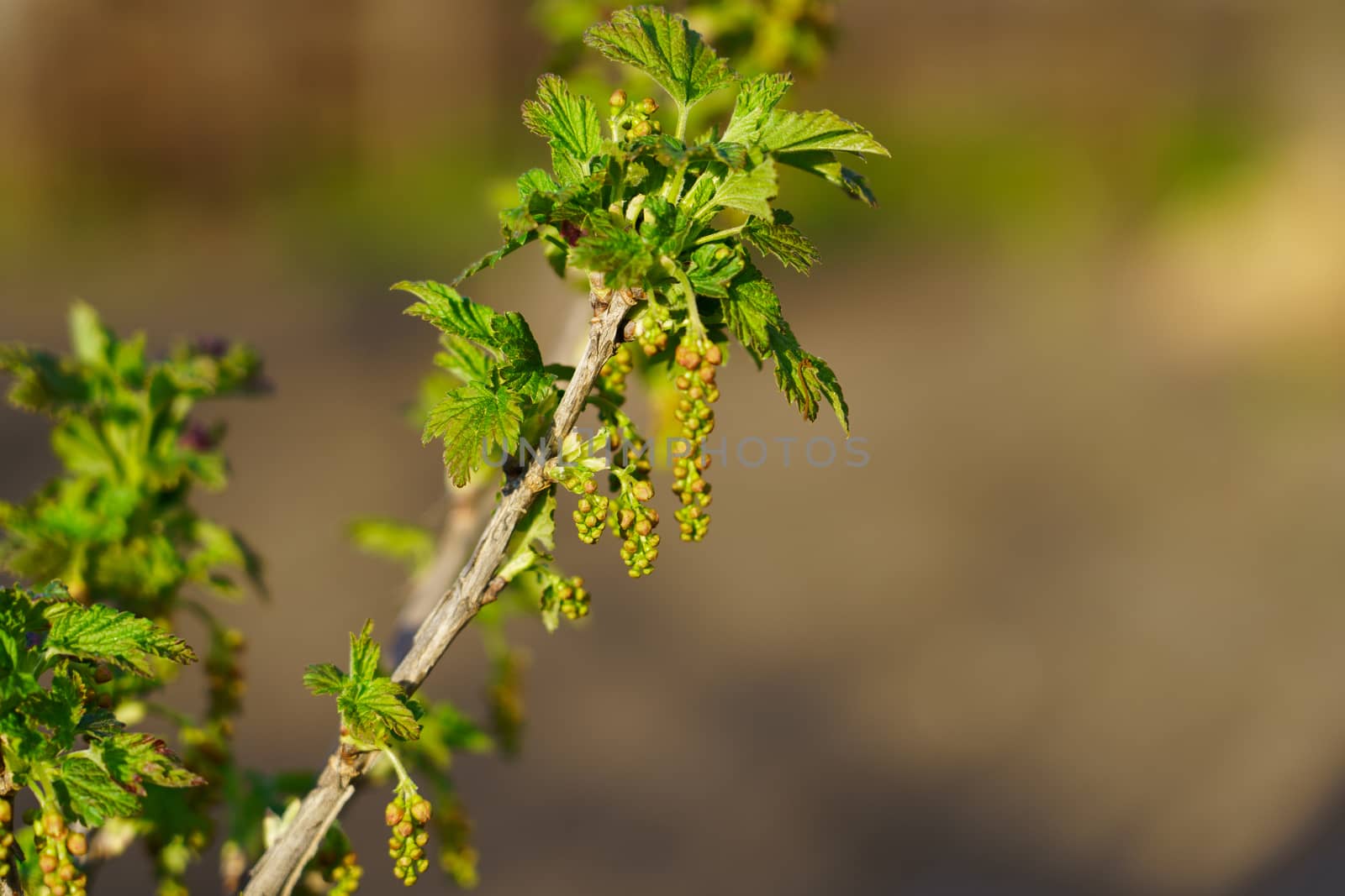 currant branch in the garden in spring by VADIM