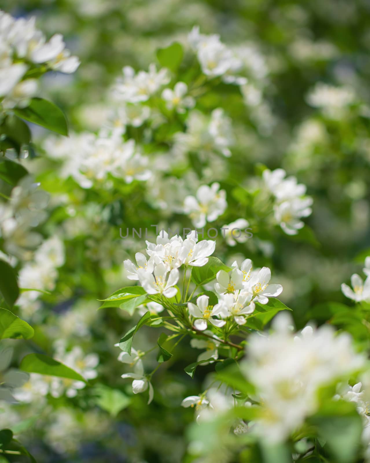Branch of a blossoming apple tree in white flowers against the sky