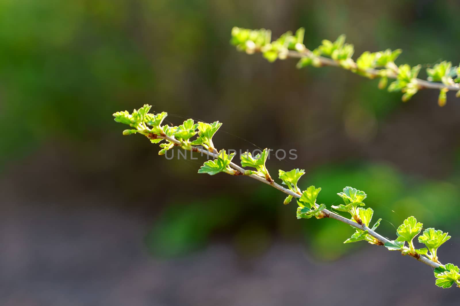 gooseberry branch in the garden in spring, selective focus
