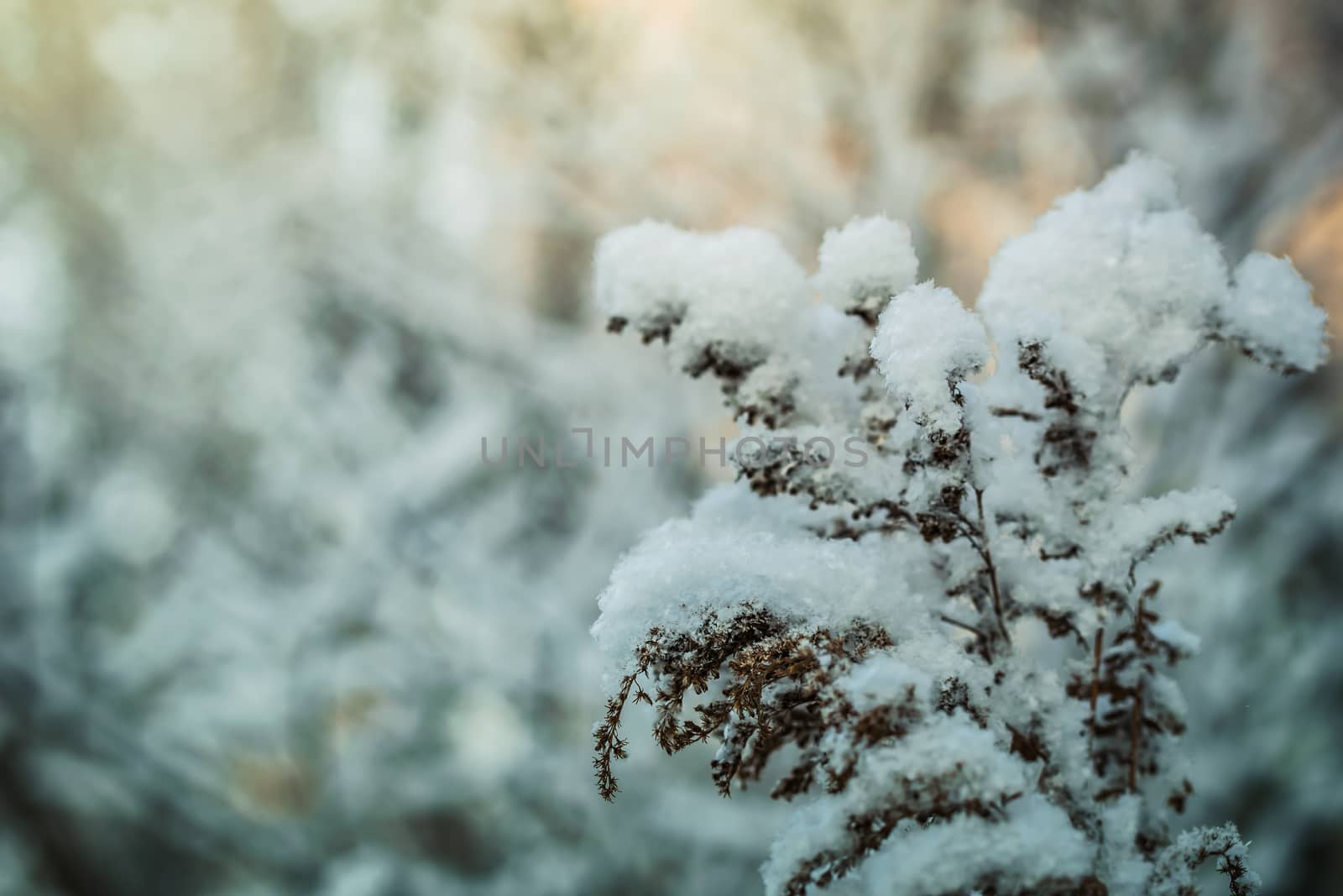 Dry plant covered with snow on a frosty winter day in the outdoor.
