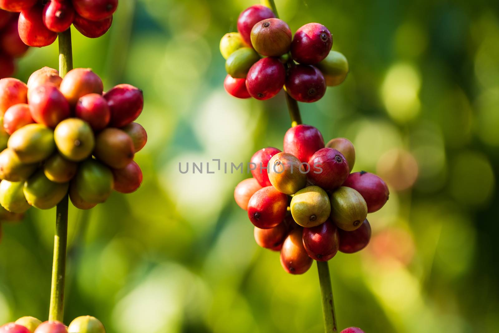 Coffee beans ripening on tree in North of thailand by freedomnaruk
