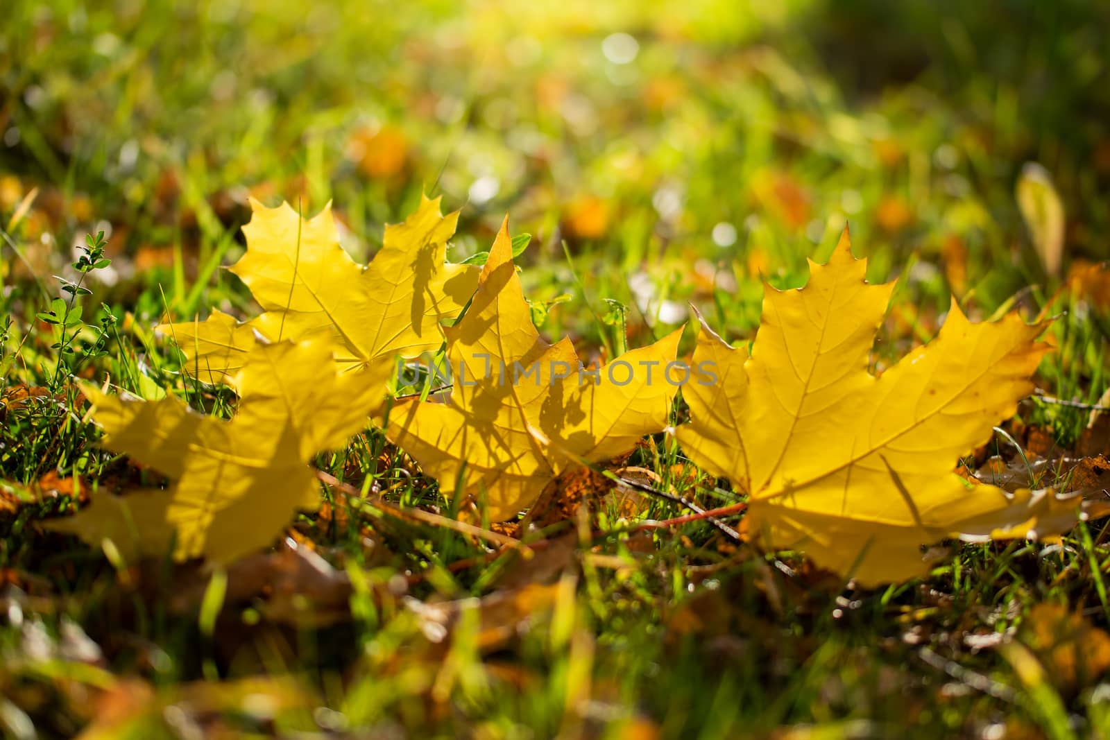Maple leaves in various autumnal colors; Fall foliage