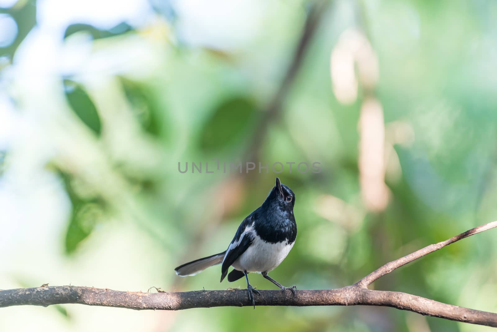 Bird (Oriental magpie-robin or Copsychus saularis) male black and white color perched on a tree in a nature wild