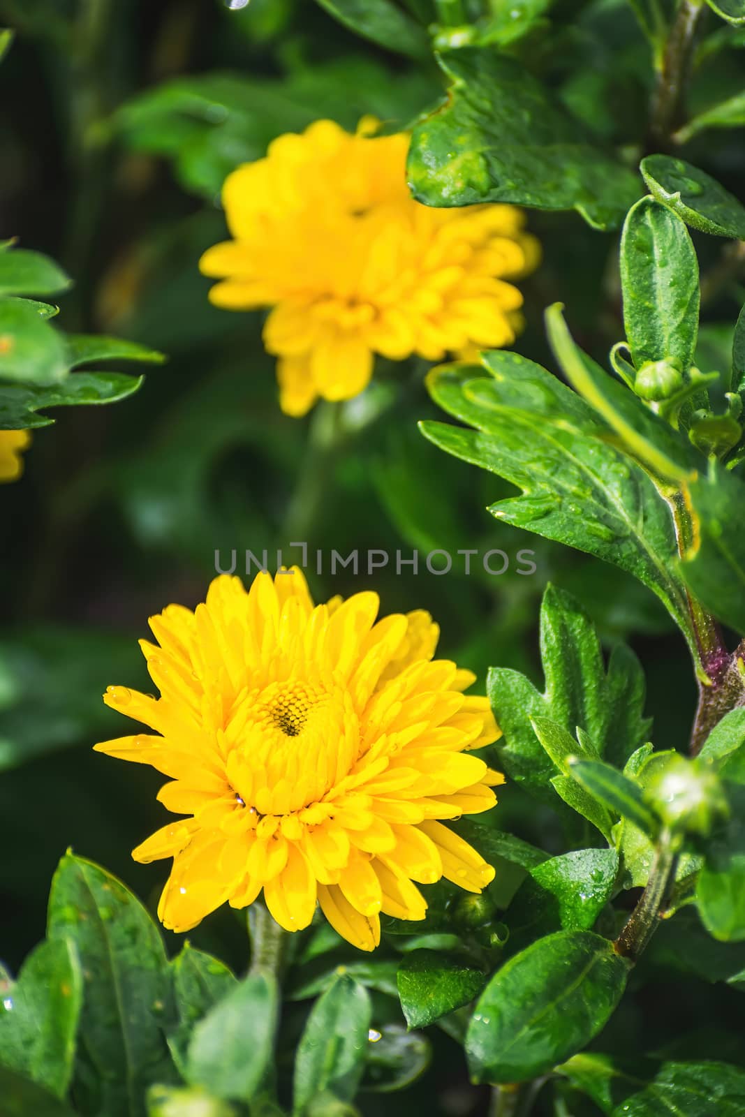 Yellow flower of chrysanthemum in drops after a rain close up.