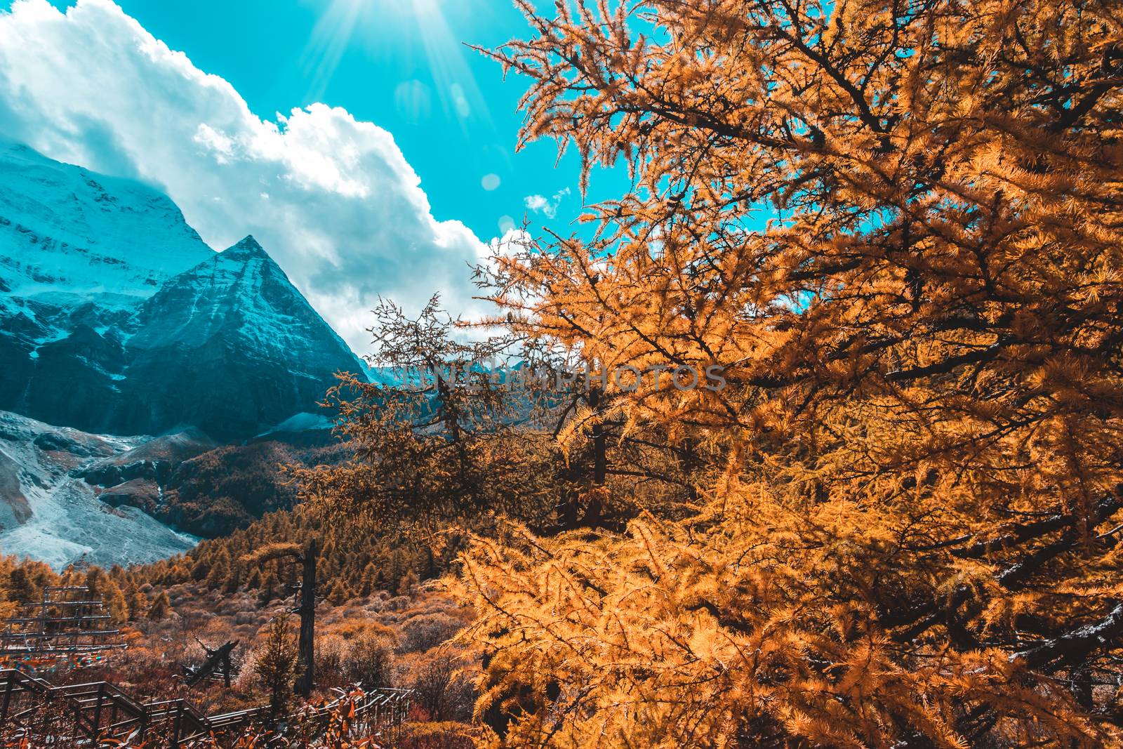 Colorful in autumn forest and snow mountain at Yading nature reserve, The last Shangri la