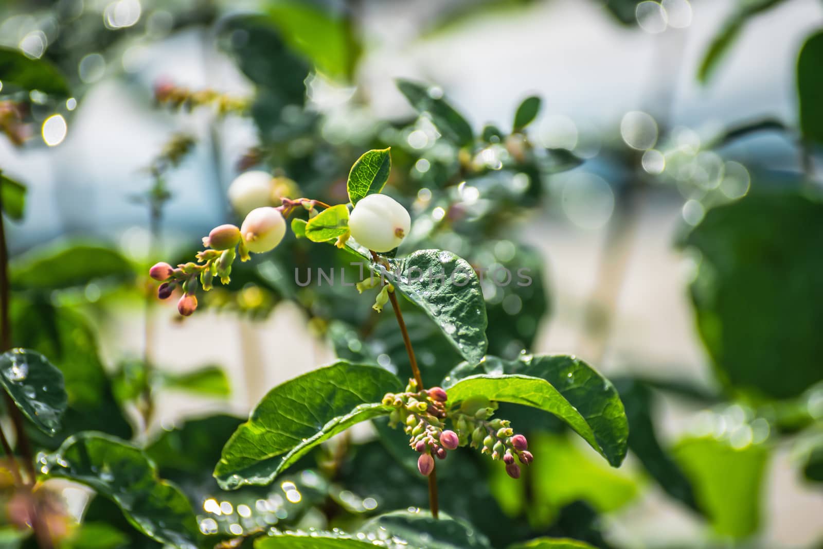 Snowberry in drops of water after a rain in a sunny day close up on a blurred background.