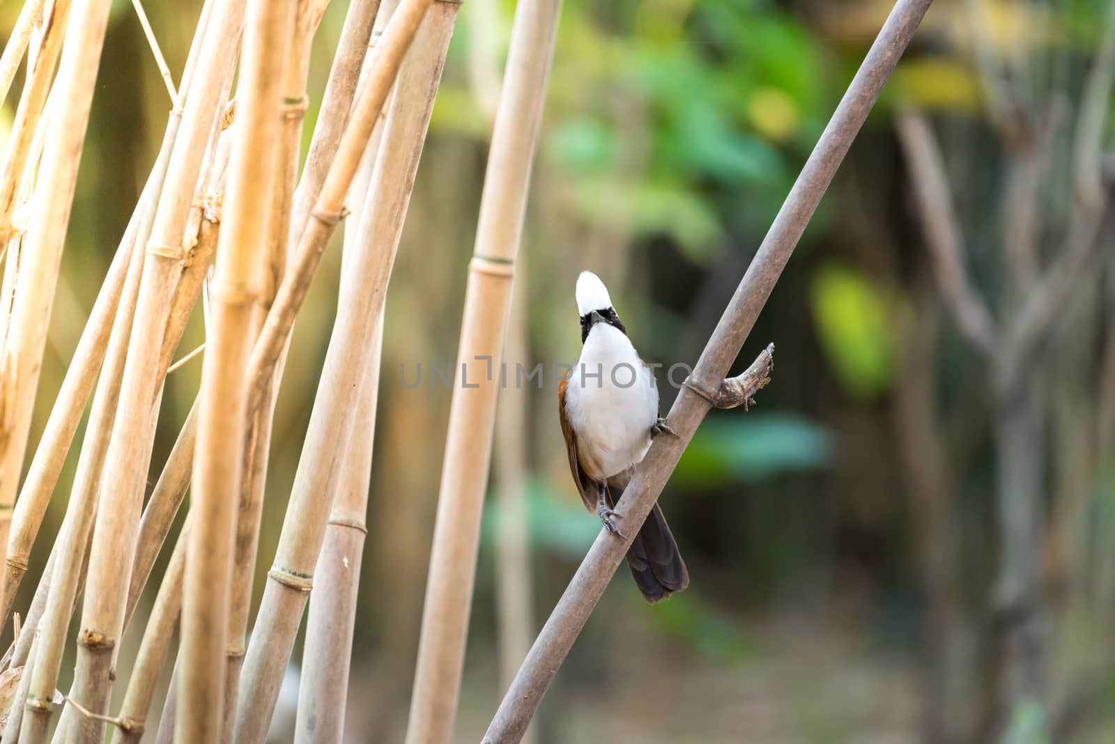 Bird (White-crested Laughingthrush) in nature wild by PongMoji