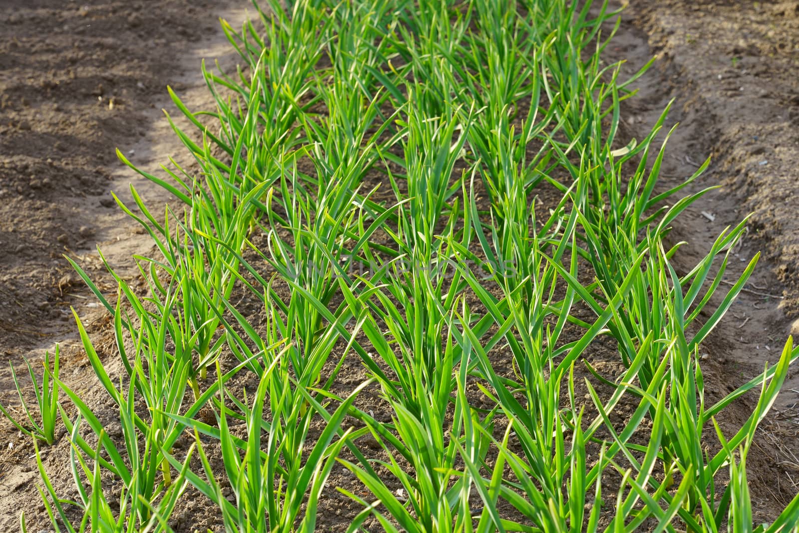 garden bed with green stalks of garlic, sunny spring day