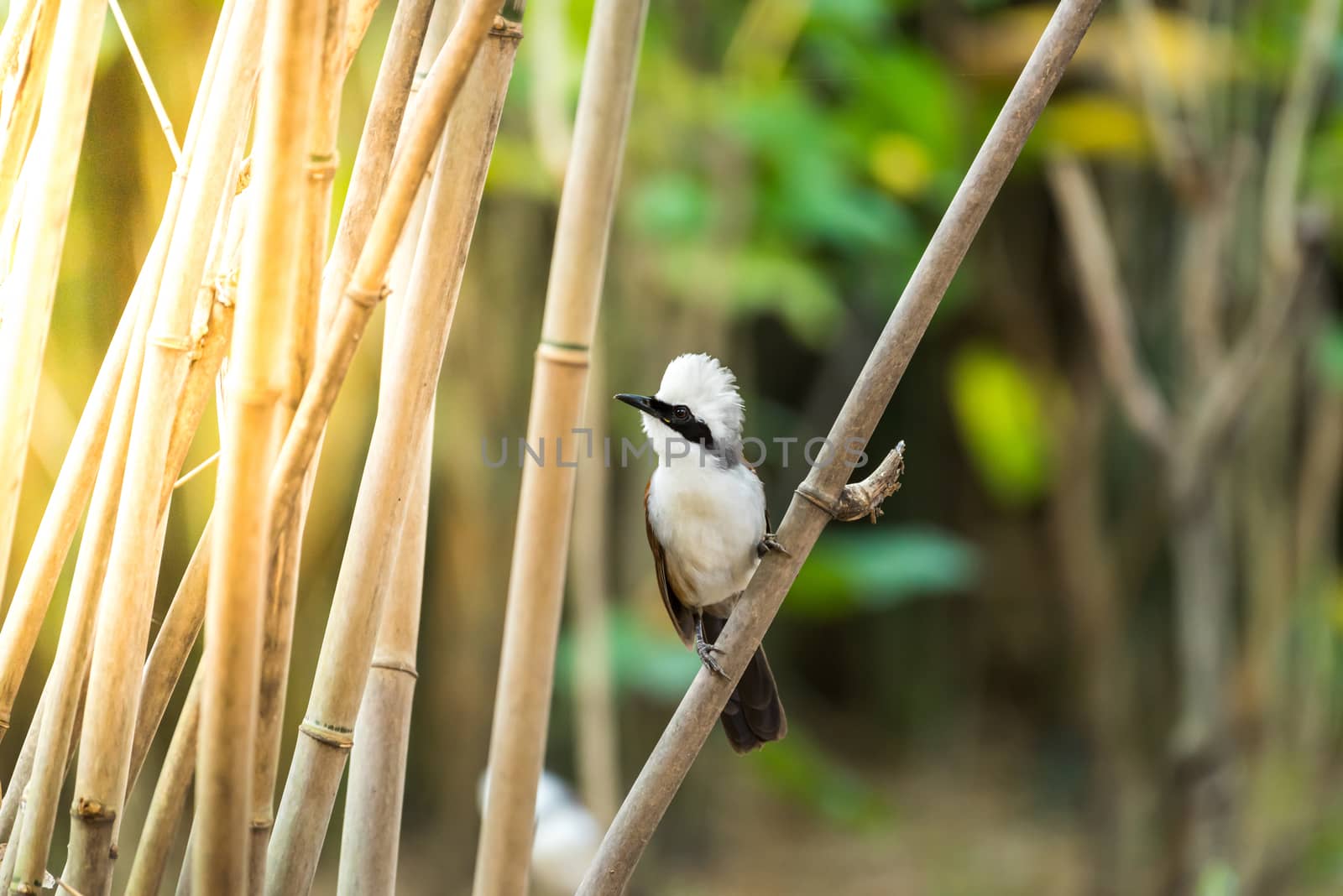 Bird (White-crested Laughingthrush) in nature wild by PongMoji