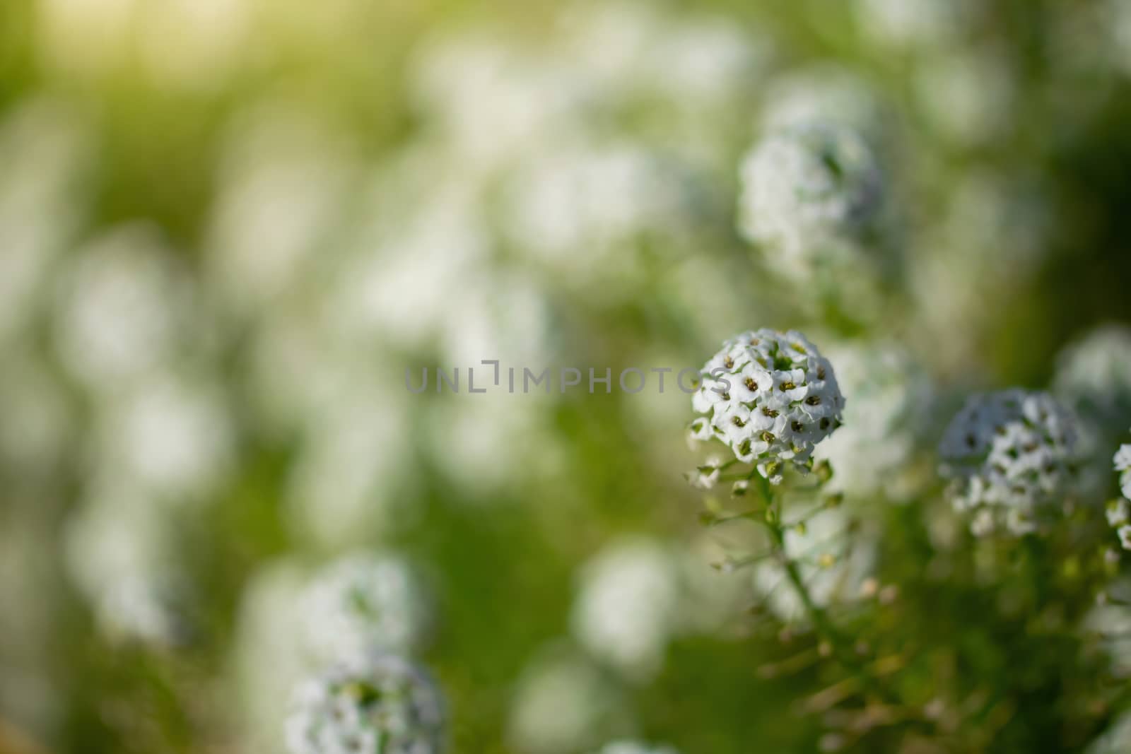 Carpet of small white fragrant flowers alyssum