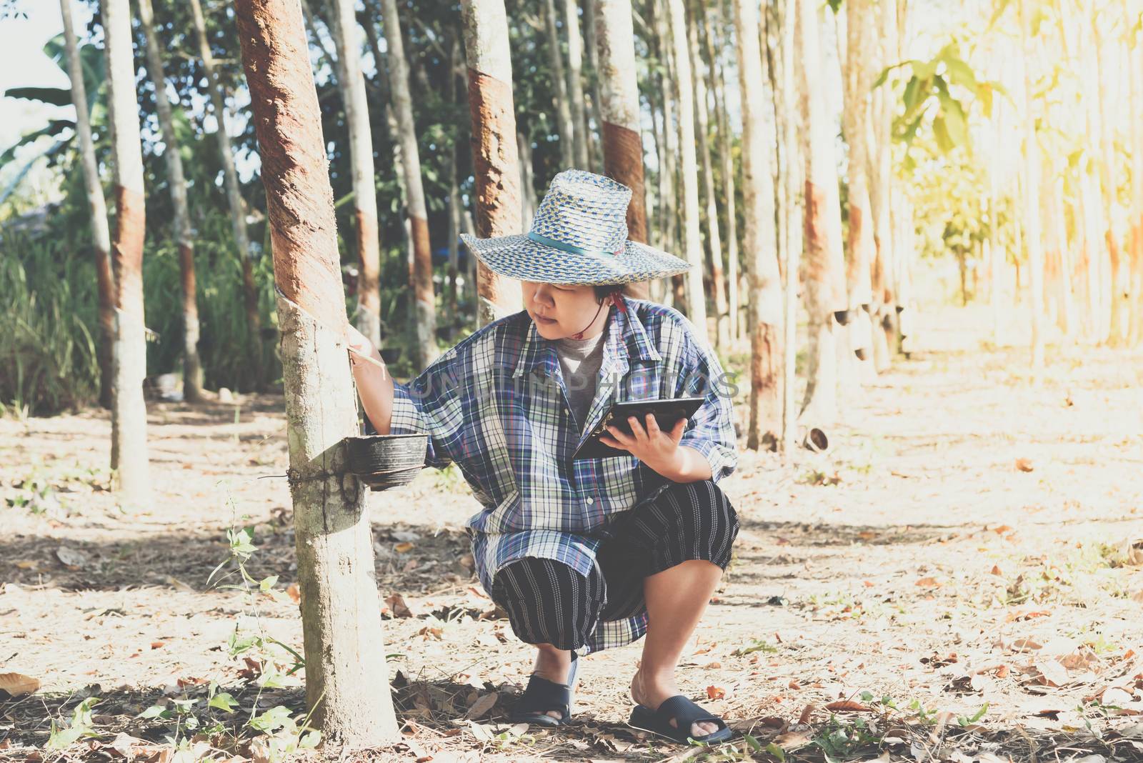 Asian woman smart farmer agriculturist happy at a rubber tree plantation with Rubber tree in row natural latex is a agriculture harvesting natural rubber in white milk color for industry in Thailand