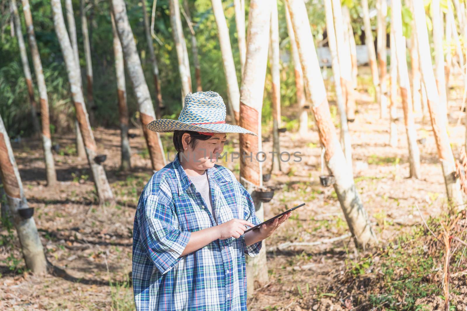 Asian woman smart farmer agriculturist working at rubber tree plantation with Rubber tree in row natural latex is a agriculture harvesting natural rubber in white milk color for industry in Thailand