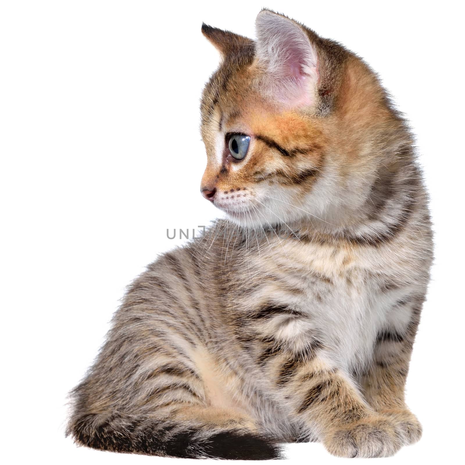 Shorthair brindled kitten on a white background.