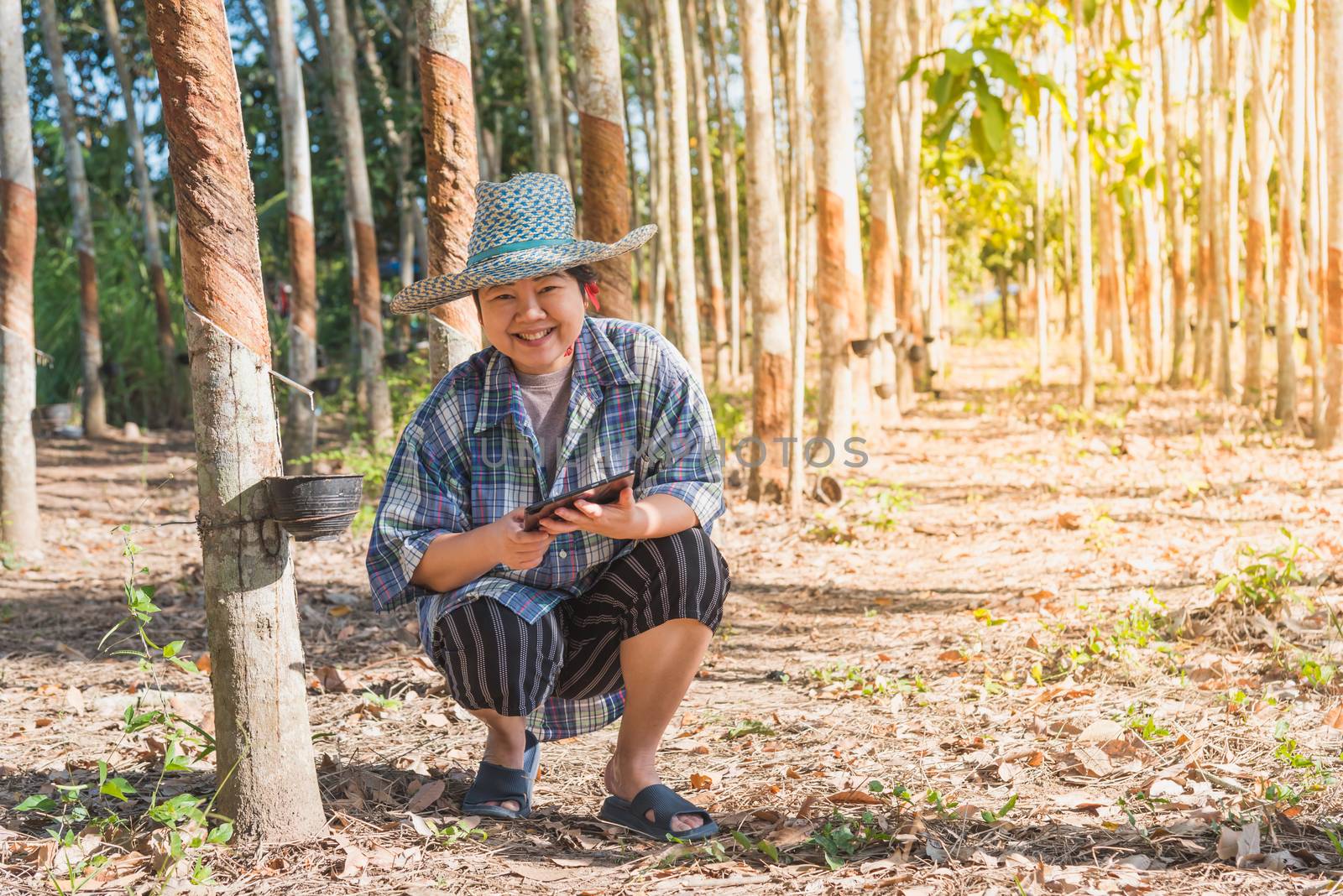 Asian woman smart farmer agriculturist happy at a rubber tree plantation with Rubber tree in row natural latex is a agriculture harvesting natural rubber in white milk color for industry in Thailand