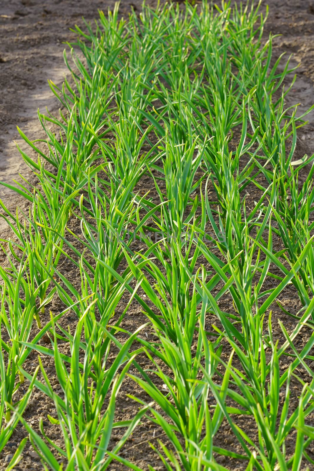 garden bed with green stalks of garlic, sunny spring day