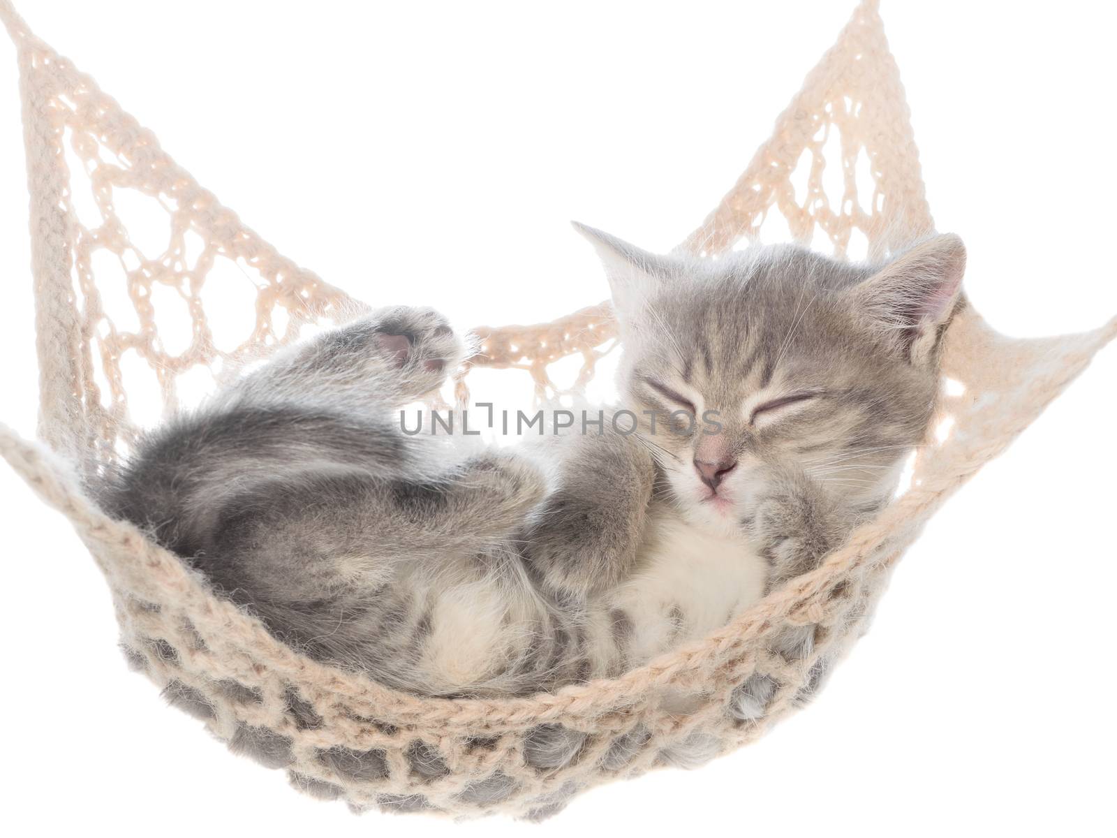Cute striated kitten sleeping in hammock on a white background.