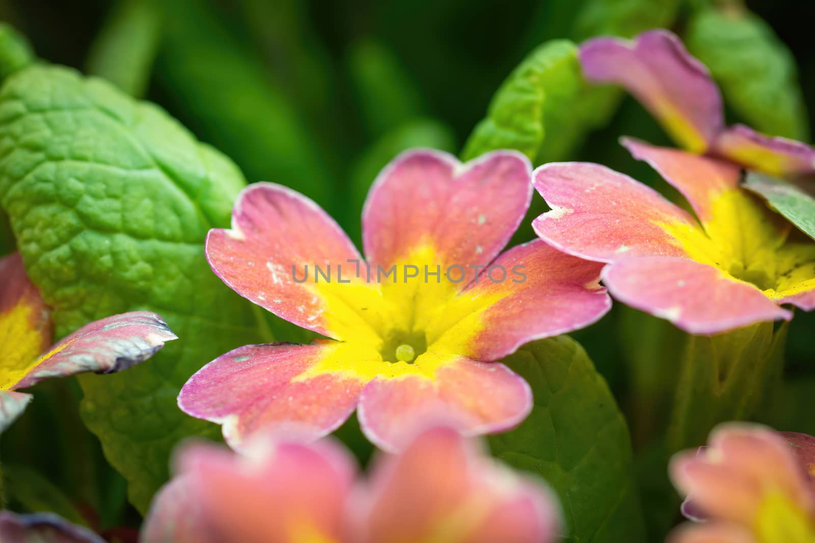 Perennial orange primrose or primula in the spring garden.