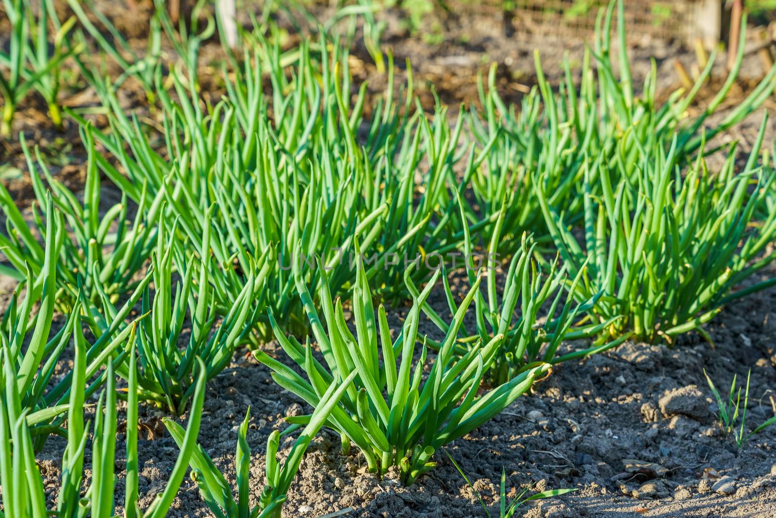 Spring onions in the garden in the spring, sunny day