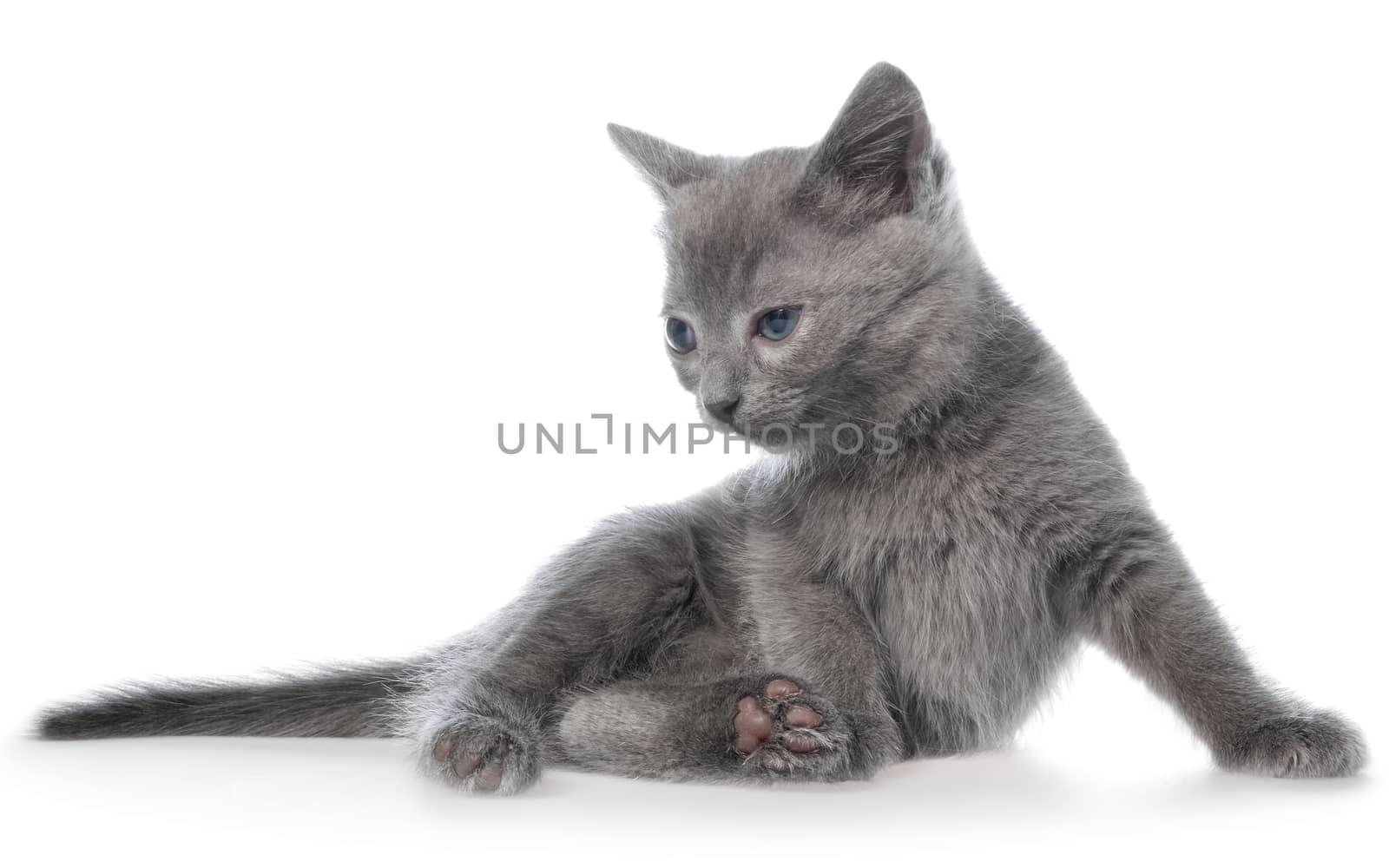 Small gray long haired kitten lay on white background.