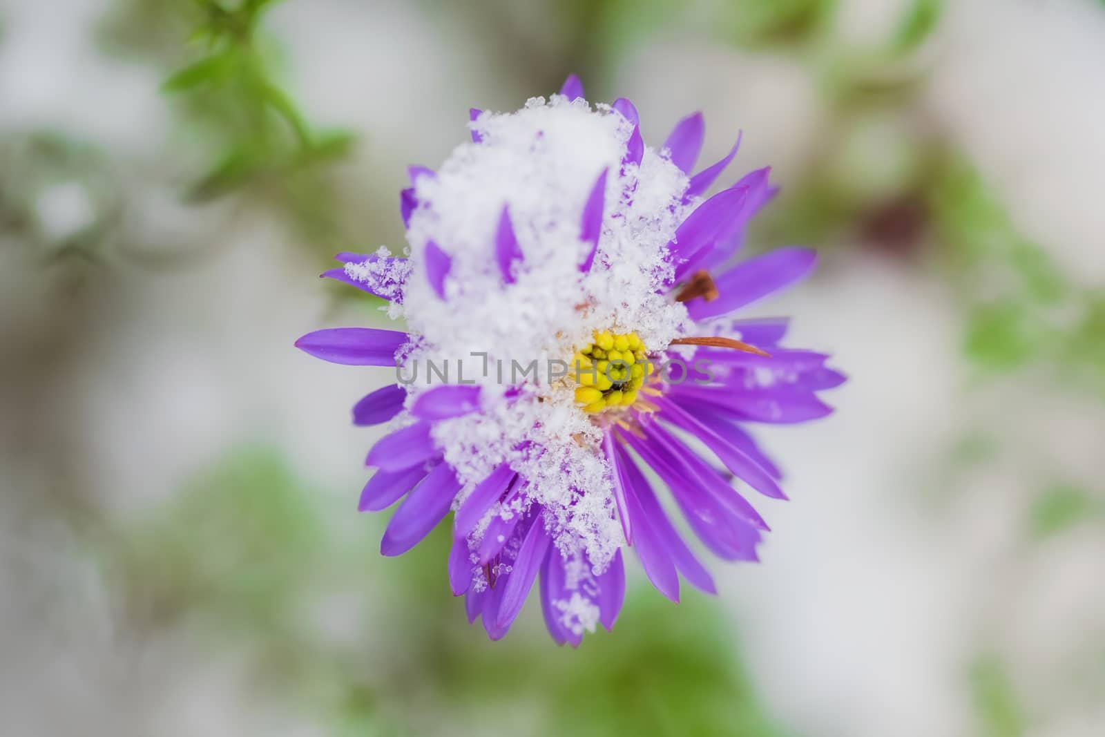 Flower of alpine asters under snow in the garden in late fall close up.