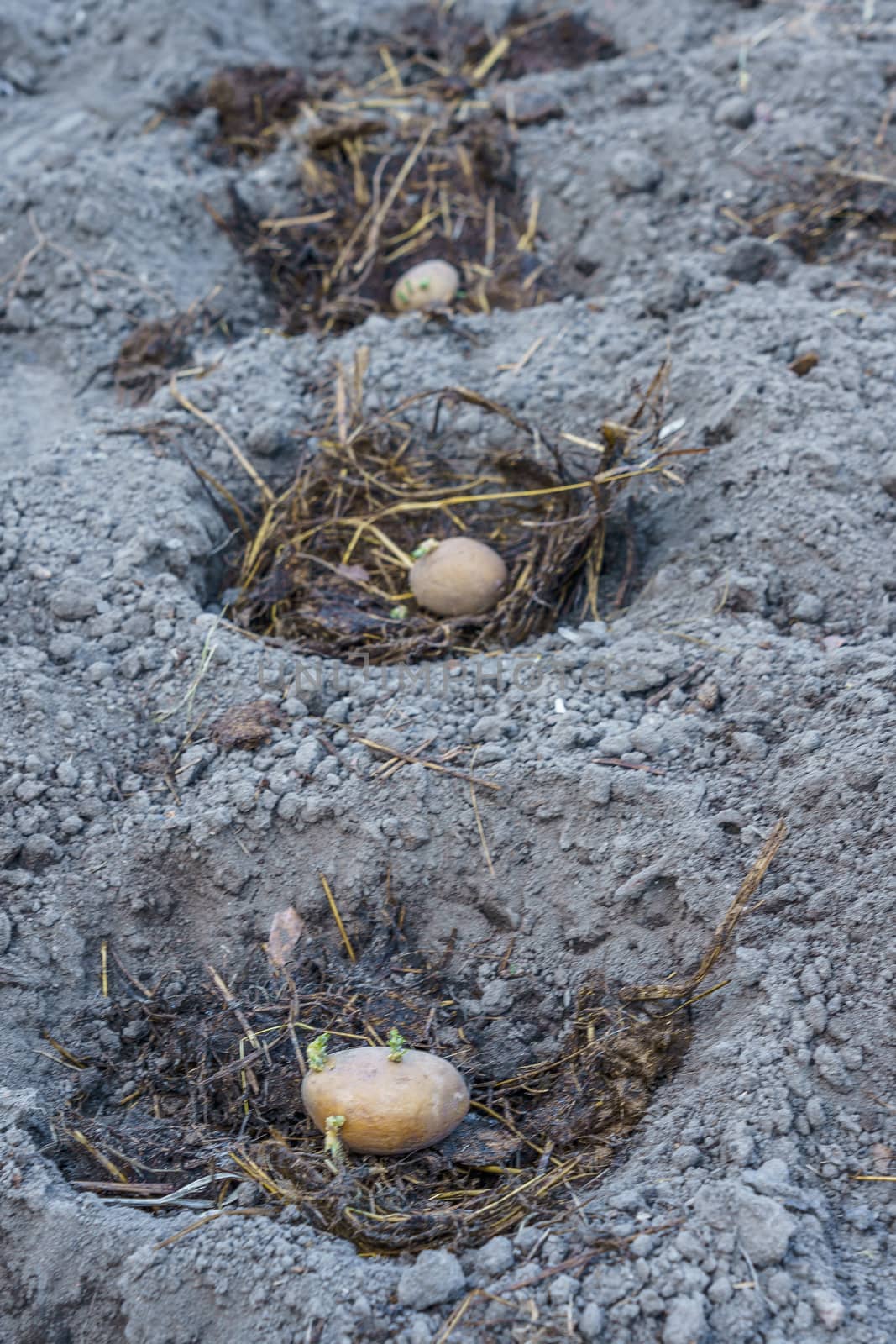 potato tubers in small pits in the ground with fertilizer prepared for planting