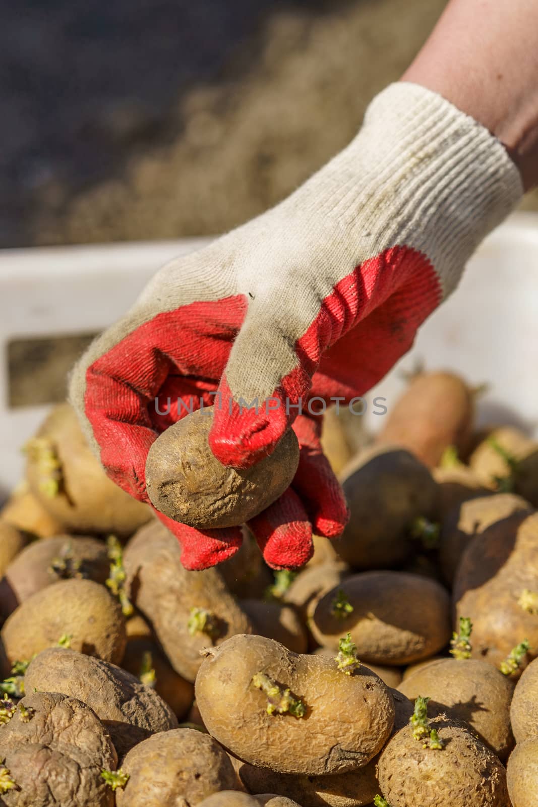 potato tubers with sprouts before planting, one tuber in the palm by VADIM