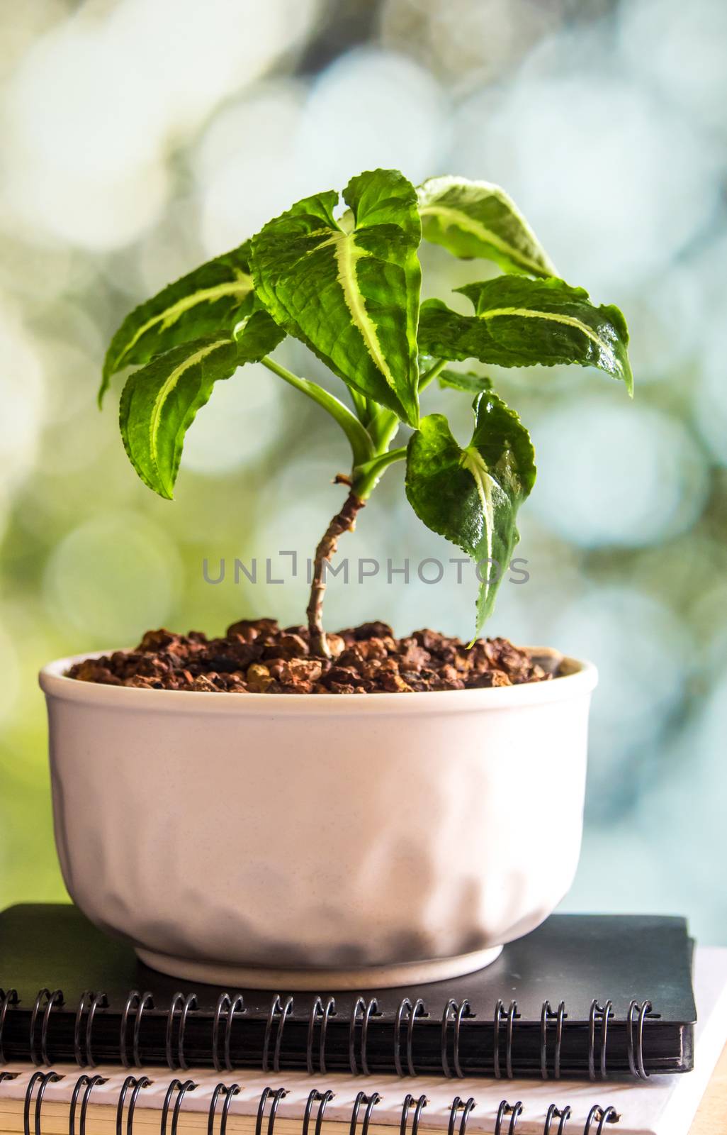 Syngonium wendlandii growing in the small ceramic pot, houseplant for room decoration