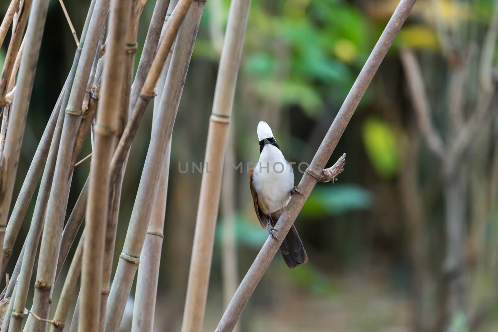 Bird (White-crested Laughingthrush, Garrulax leucolophus) brown and white and the black mask perched on a tree in a nature wild