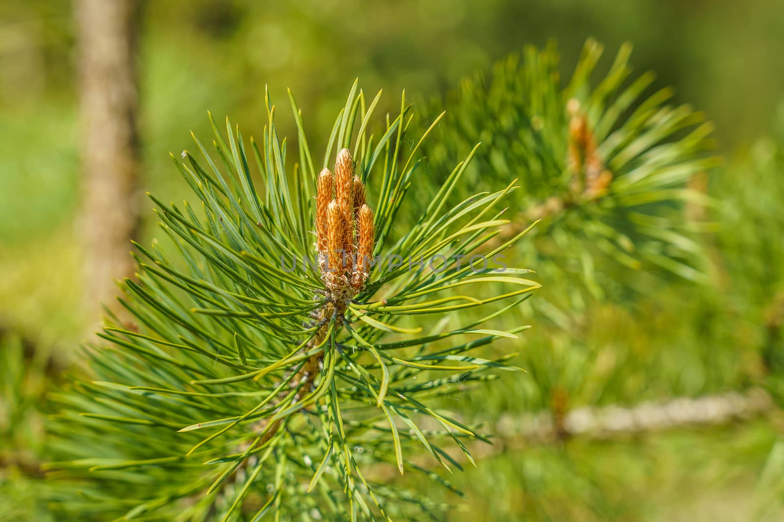 flowering pine branch with a flower ovary and long green needles