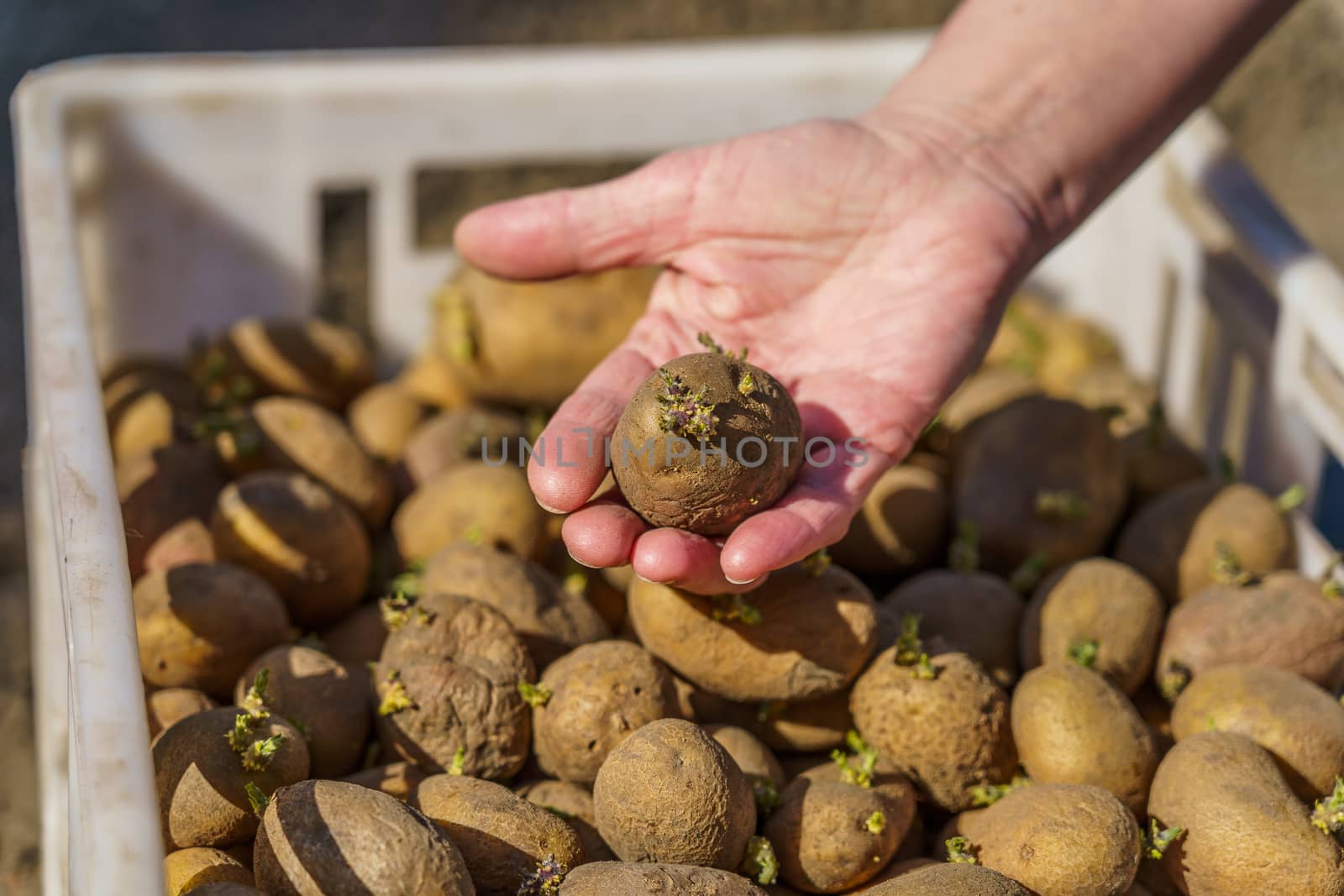 potato tubers with sprouts before planting in a plastic box, one tuber in the palm