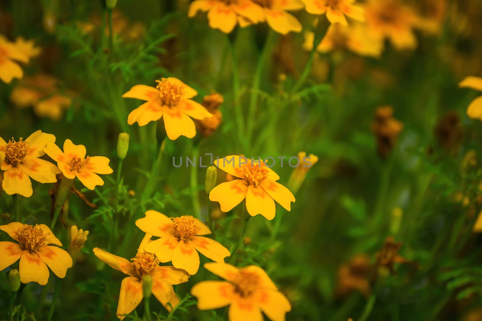 Close-up flowers of a marigold on blurred background.