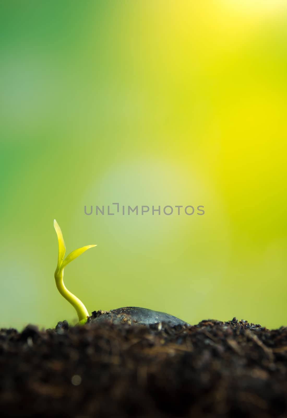 Freshness new life, leaves of young plant seedling in nature by Satakorn