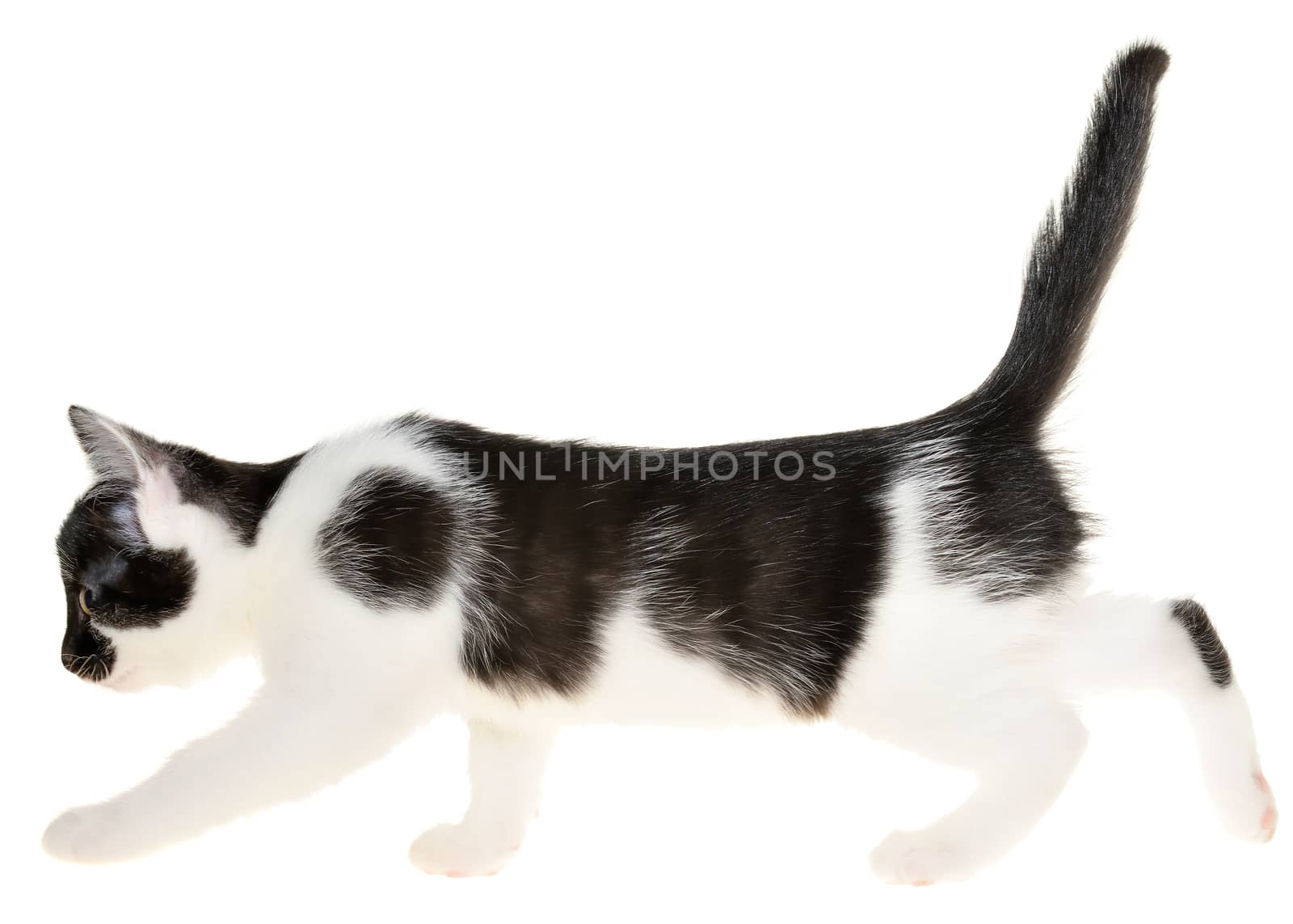Bicolor small kitten goes forward isolated on a white background.