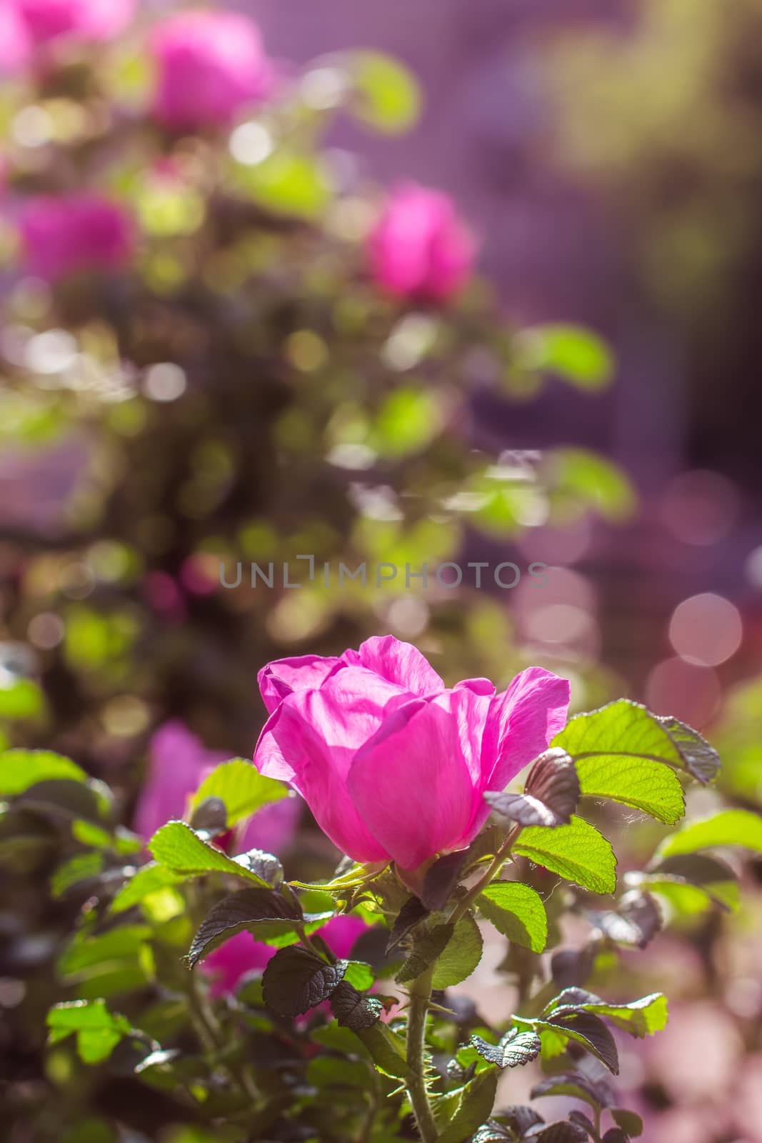 Rose flower close up on a green blurred background.