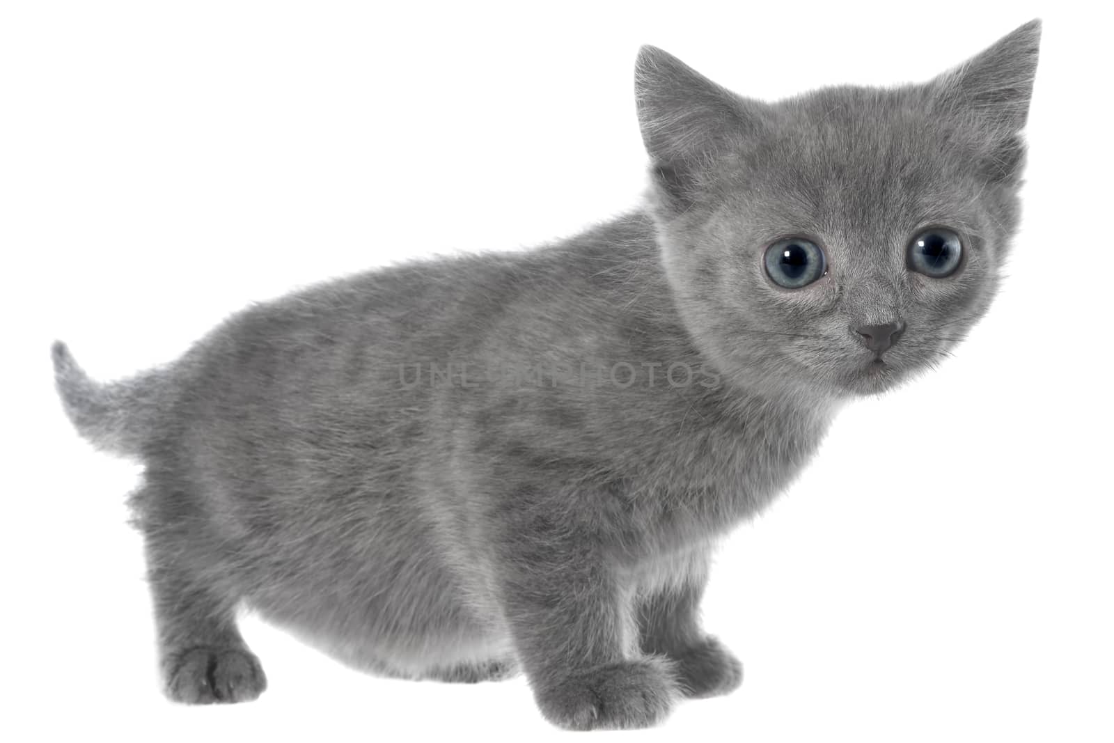 Small gray shorthair kitten go isolated on white background.