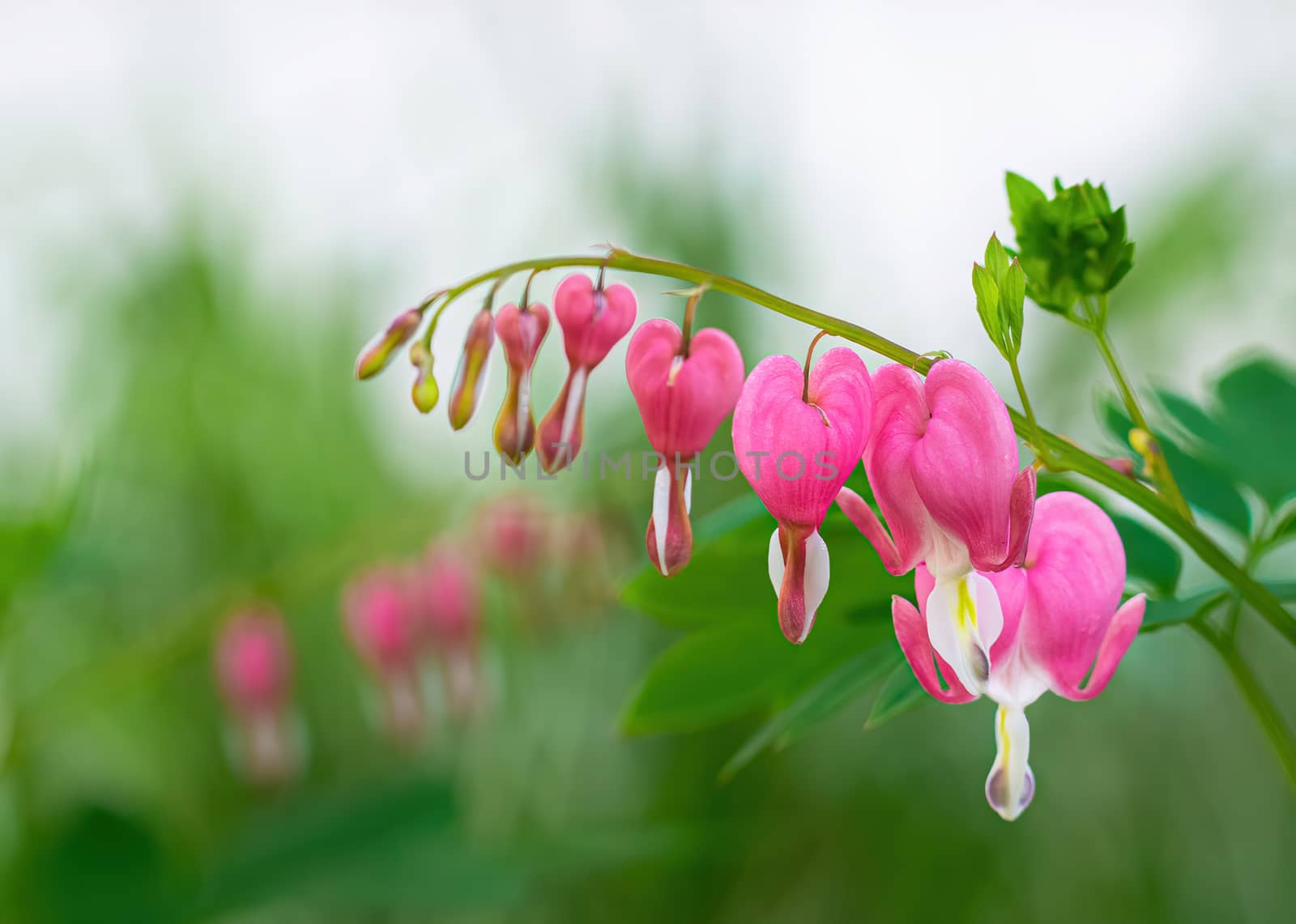 Blooming pink heart shaped dicentres in the summer garden.