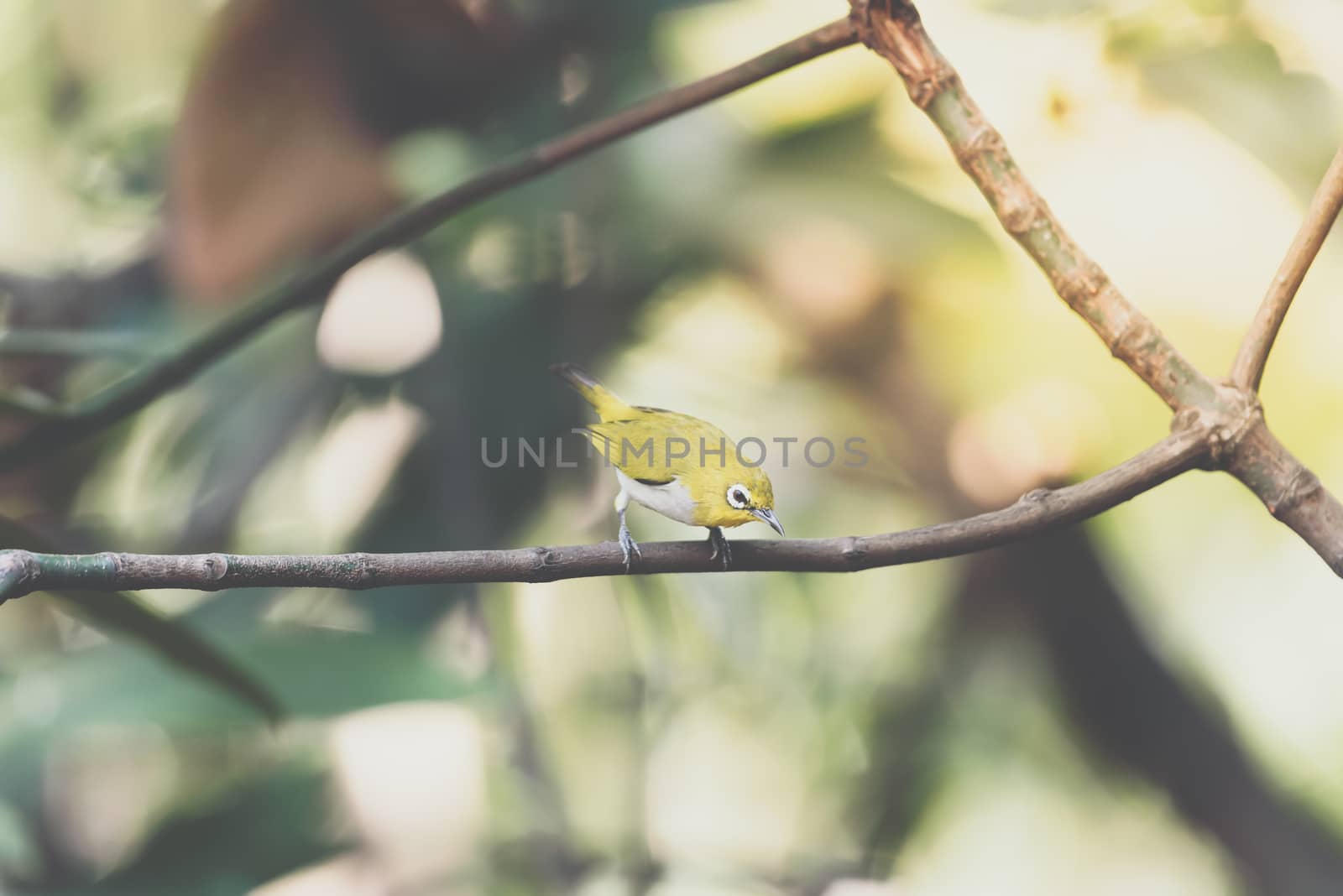 Bird (Swinhoe’s White-eye, Oriental white-eye, Zosterops simplex) with distinctive white eye-ring and overall yellowish upperparts perched on a tree in the nature wild