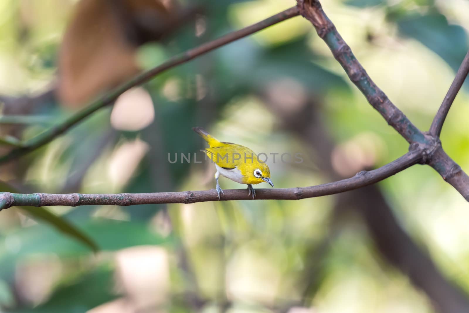 Bird (Swinhoe’s White-eye, Oriental white-eye, Zosterops simplex) with distinctive white eye-ring and overall yellowish upperparts perched on a tree in the nature wild