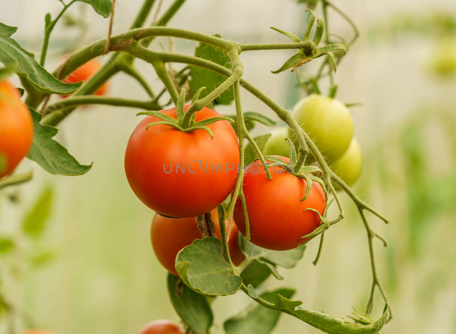 ripening tomatoes in a greenhouse on stems by VADIM