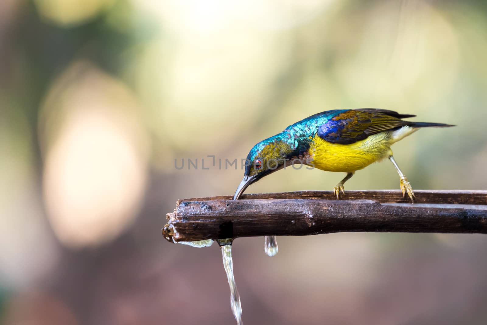 Bird (Brown-throated sunbird) in nature wild by PongMoji