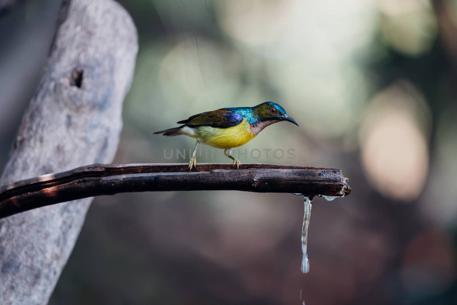 Bird (Brown-throated sunbird) in nature wild by PongMoji