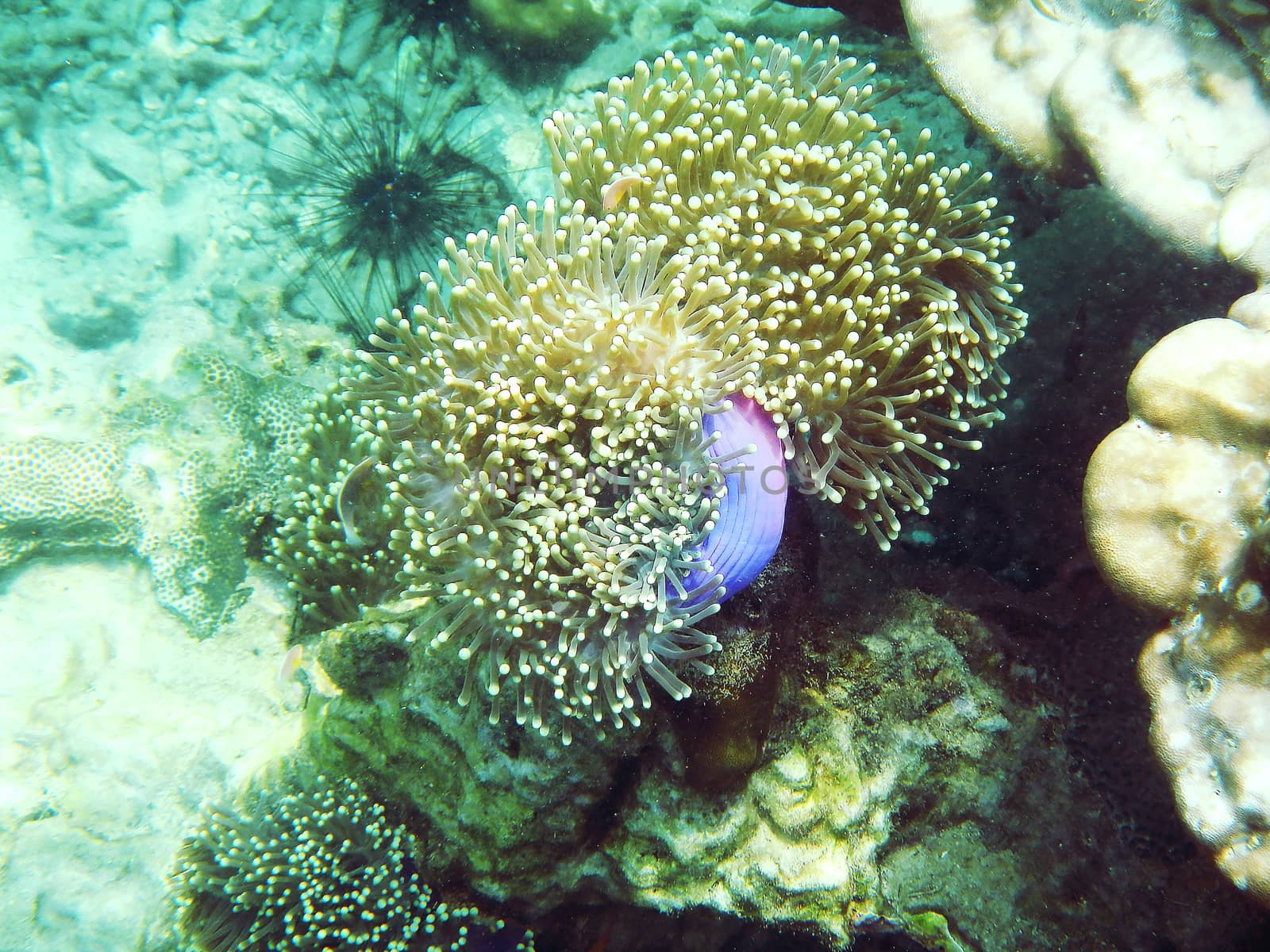 The Sea Anemones under the sea are invertebrates.