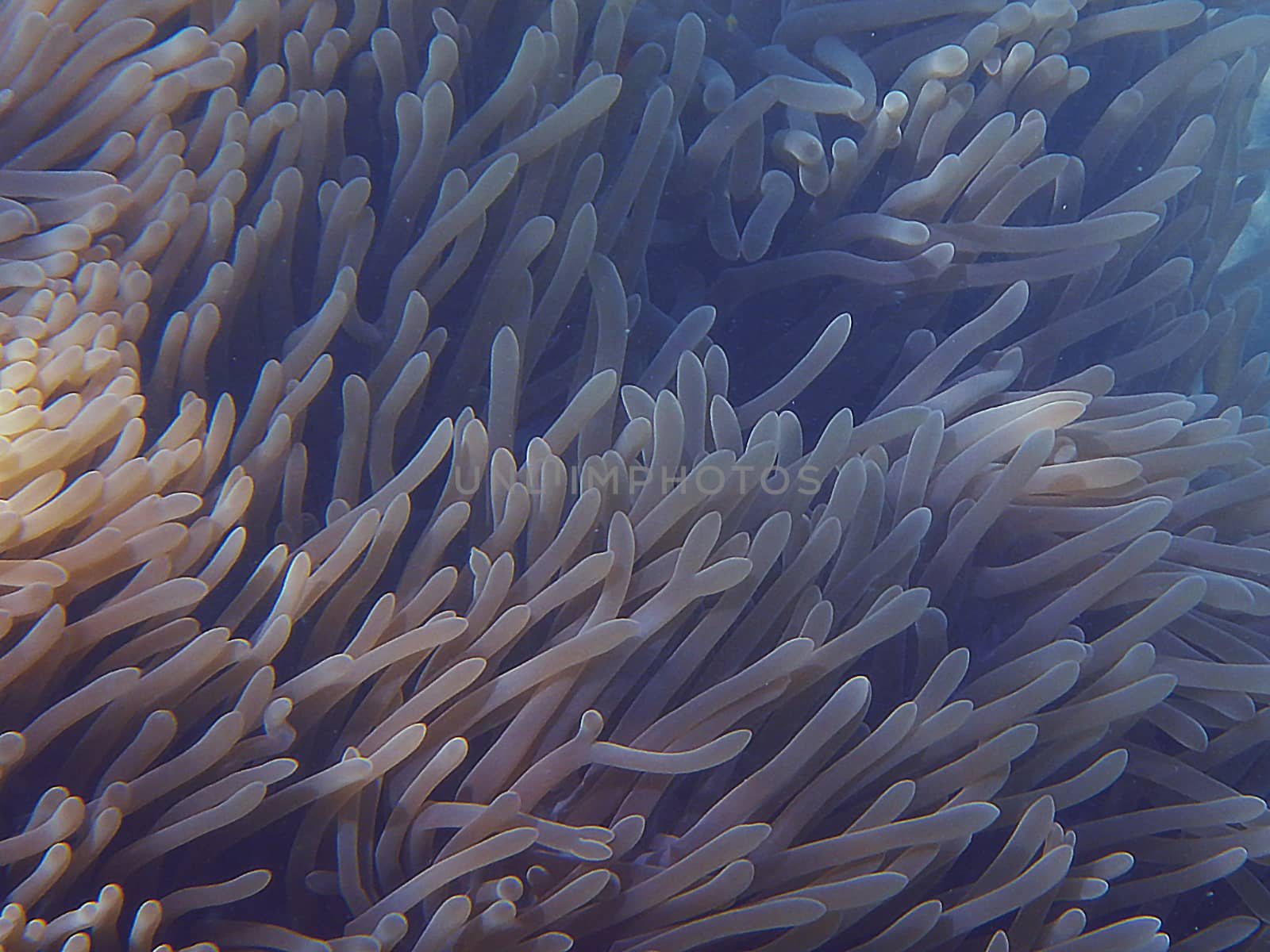 Sea Anemones Under the Sea by Puripatt