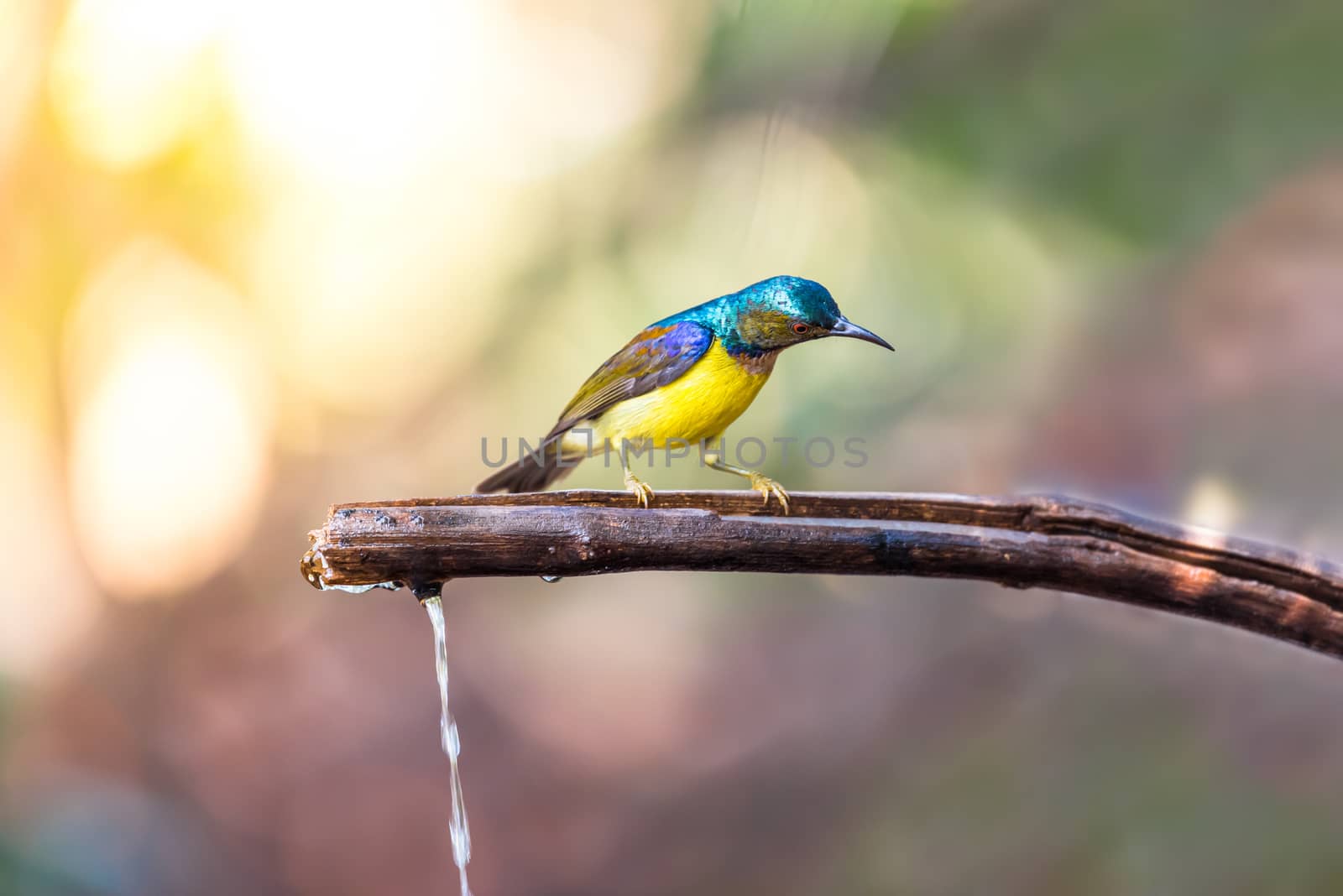 Bird (Brown-throated sunbird, Plain-throated sunbird) male has iridescent green and purple upperparts with chestnut on wing-coverts and scapulars primarily yellow perched on tree in the nature wild