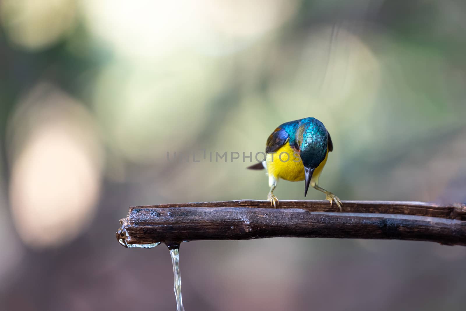 Bird (Brown-throated sunbird, Plain-throated sunbird) male has iridescent green and purple upperparts with chestnut on wing-coverts and scapulars primarily yellow perched on tree in the nature wild