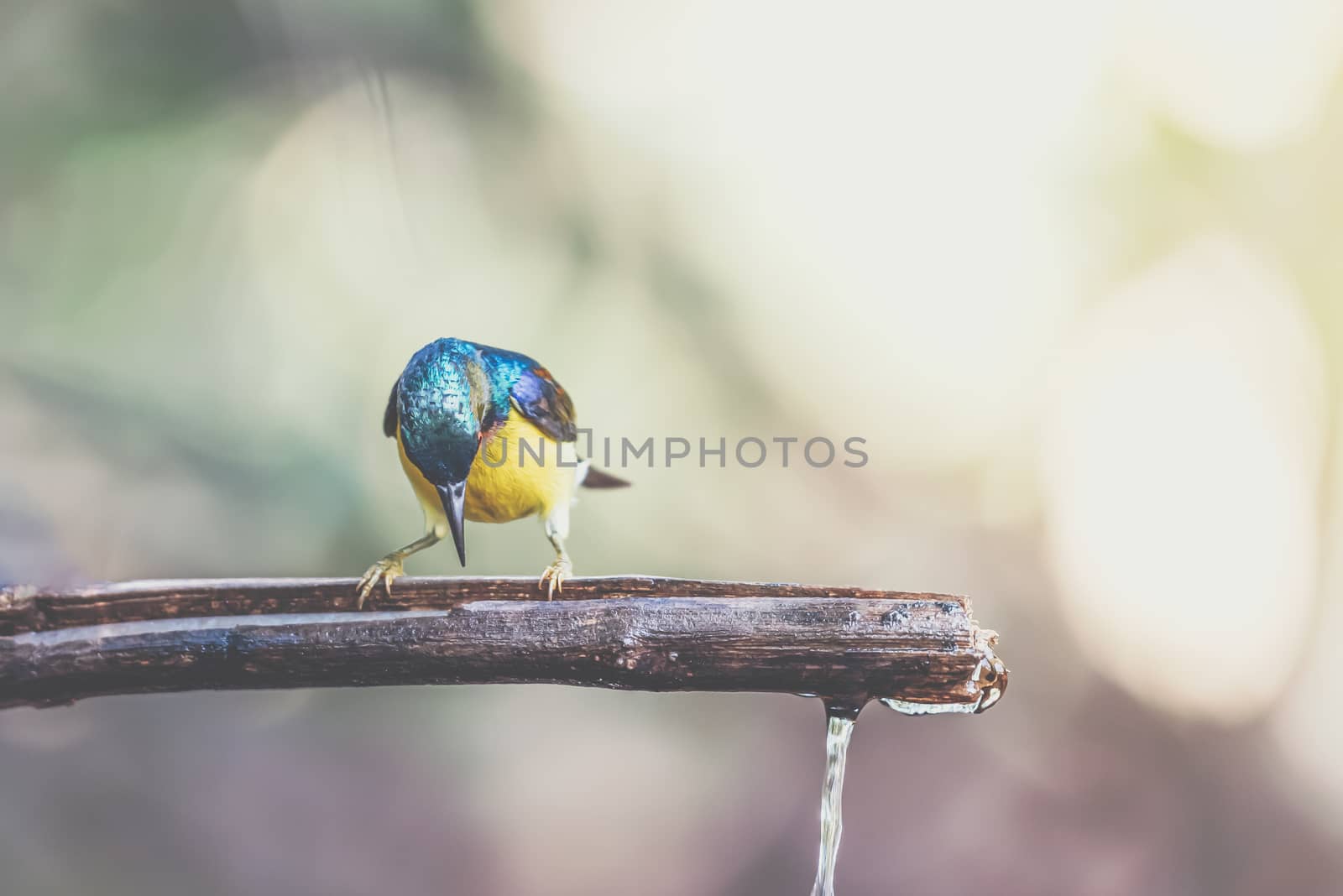 Bird (Brown-throated sunbird) in nature wild by PongMoji