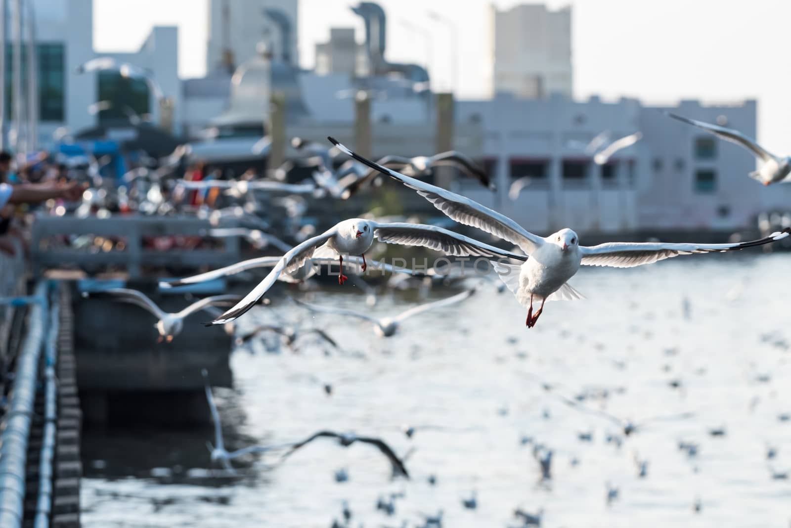 Bang Pu provides habitat for large flocks of migratory seagulls annually in the early winter visitors can enjoy with feeding thousands of seagulls