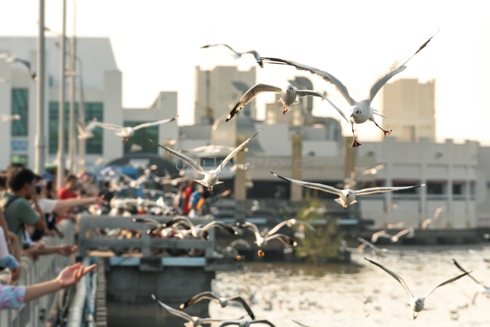 Bang Pu and visitors feeding thousands of seagulls by PongMoji