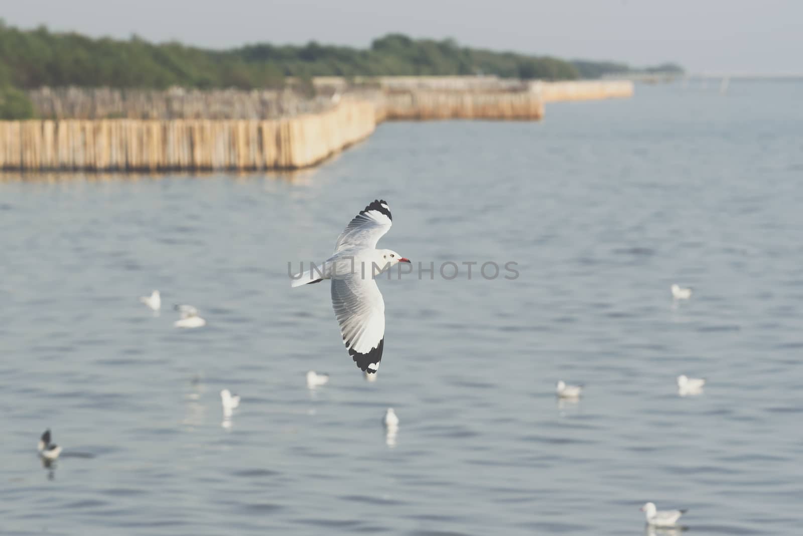 Bird (Seagulls, Laridae, Chroicocephalus brunnicephalus) white and gray color flying on the sky at a nature sea